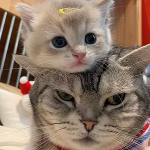 张家界小白龙16分钟演出网盘
